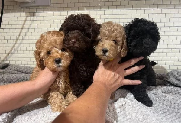 Regalo di un barboncino maschio e femmina