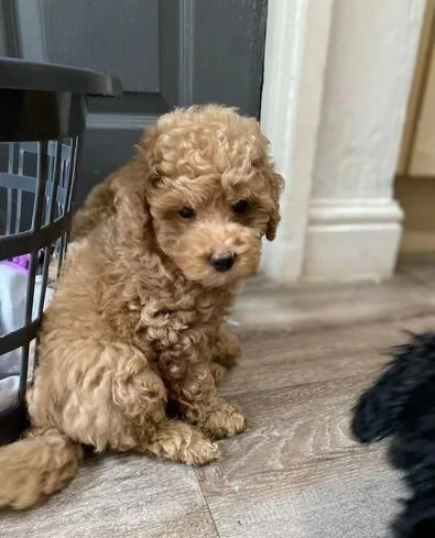 Regalo di un barboncino maschio e femmina | Foto 2