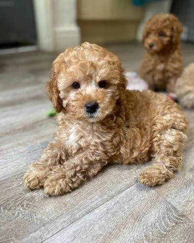 Regalo di un barboncino maschio e femmina | Foto 1