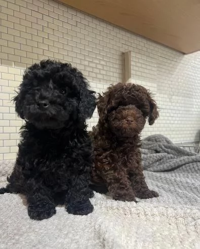 Regalo di un barboncino maschio e femmina | Foto 0