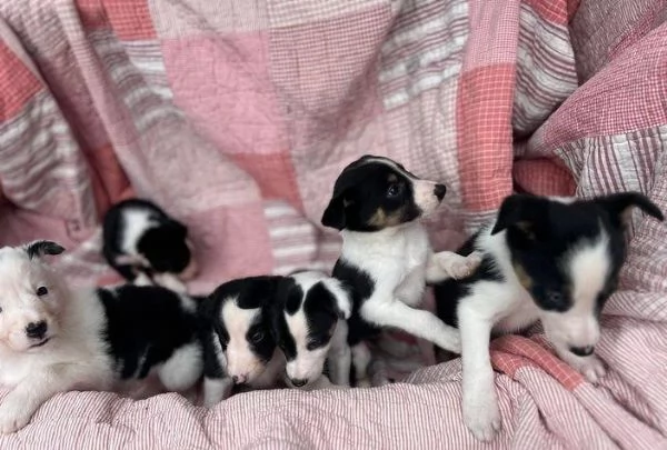 Regalo di un Border Collie maschio e femmina | Foto 2