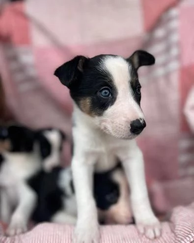 Regalo di un Border Collie maschio e femmina | Foto 1