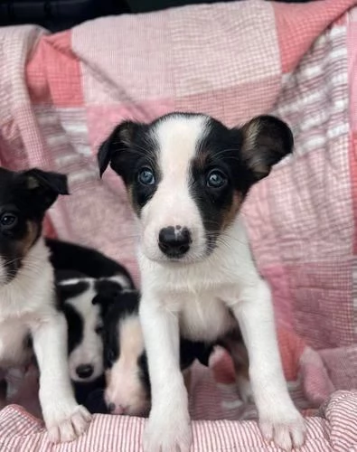 Regalo di un Border Collie maschio e femmina | Foto 0