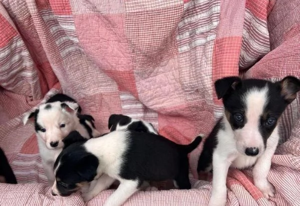 Regalo di un Border Collie maschio e femmina