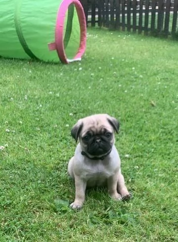 Regalo di un Carlino maschio e femmina | Foto 2