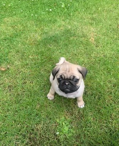 Regalo di un Carlino maschio e femmina | Foto 1