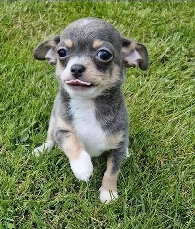 Regalo di un Chihuahua maschio e femmina | Foto 1