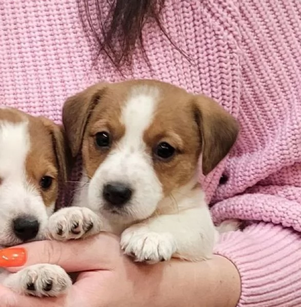 Regalo di un Jack Russel maschio e femmina | Foto 1