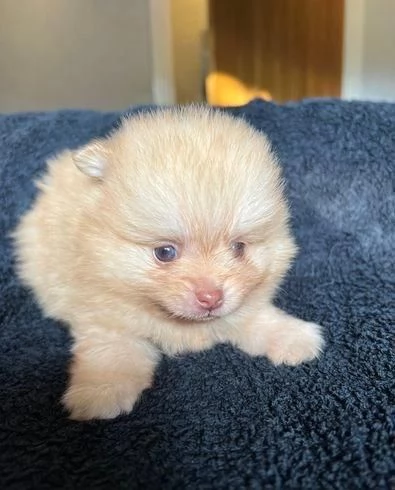 Regalo di un  Volpino Pomerania maschio e femmina | Foto 0