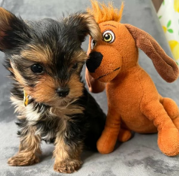 Regalo di un  Yorkshire maschio e femmina | Foto 0