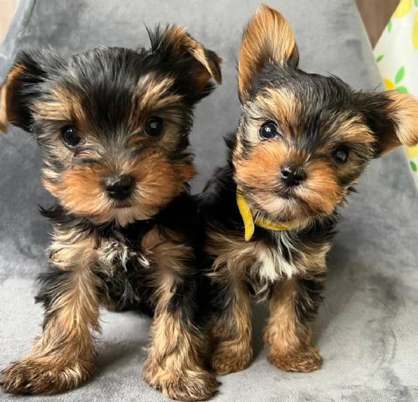 Regalo di un  Yorkshire maschio e femmina