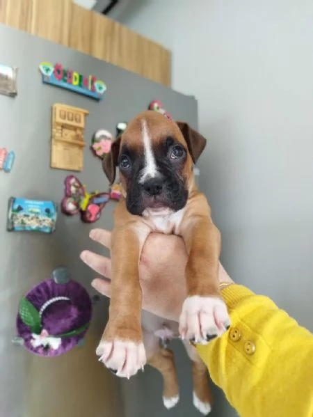Regalo di un Boxer maschio e femmina