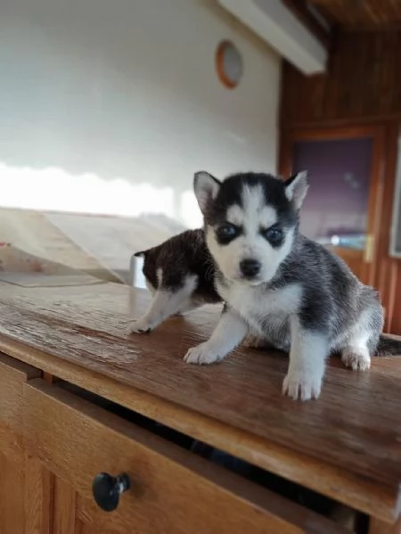 Regalo di un  Husky maschio e femmina