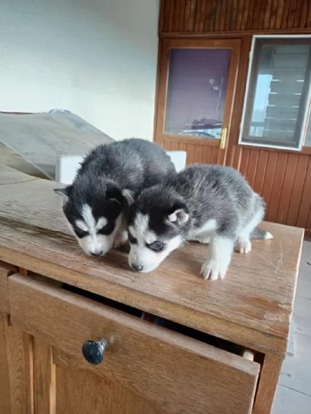 Regalo di un  Husky maschio e femmina | Foto 2