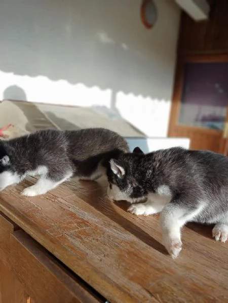 Regalo di un  Husky maschio e femmina | Foto 1