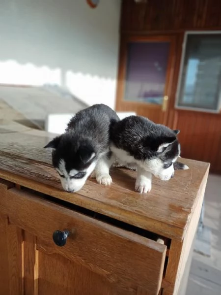 Regalo di un  Husky maschio e femmina | Foto 0