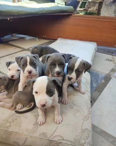 Regalo di un  Pitbull maschio e femmina