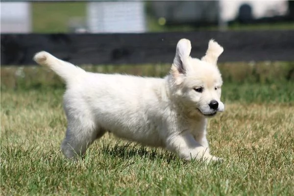 Regalo di un  Golden Retriever maschio e femmina | Foto 2