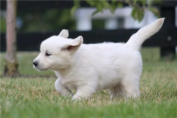 Regalo di un  Golden Retriever maschio e femmina | Foto 1