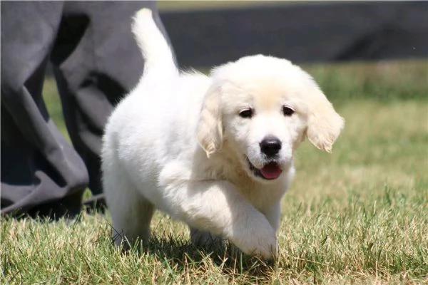 Regalo di un  Golden Retriever maschio e femmina