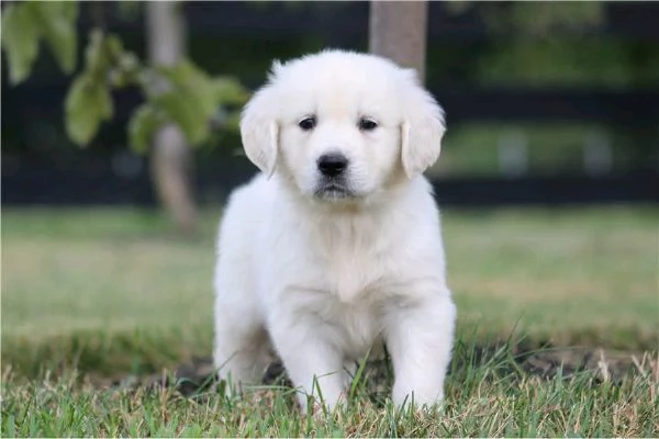 Regalo di un  Golden Retriever maschio e femmina | Foto 0