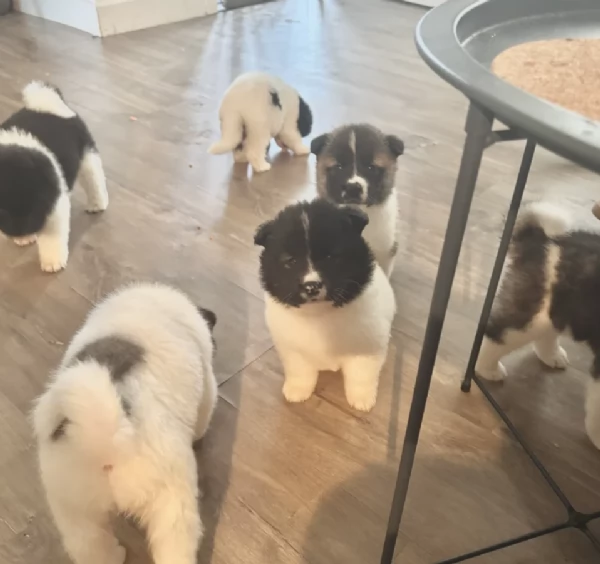 Regala i nostri cuccioli di  Akita Inu maschio e femmina