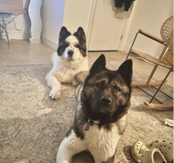 Regala i nostri cuccioli di  Akita Inu maschio e femmina | Foto 1