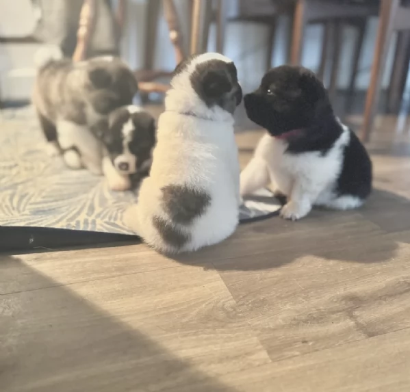 Regala i nostri cuccioli di  Akita Inu maschio e femmina | Foto 0