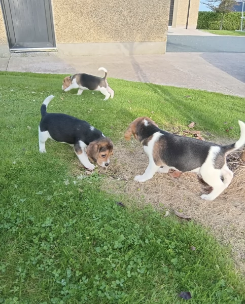 Regala i nostri cuccioli di Beagle maschio e femmina