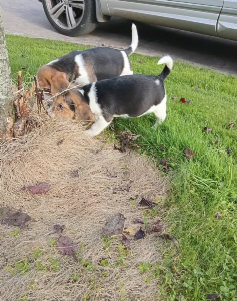 Regala i nostri cuccioli di Beagle maschio e femmina | Foto 2