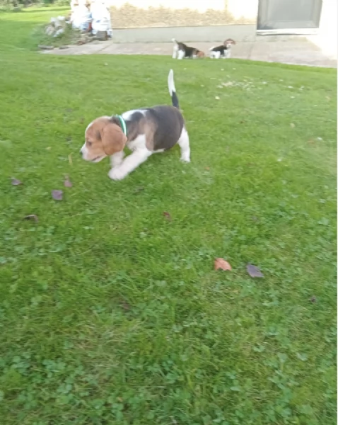 Regala i nostri cuccioli di Beagle maschio e femmina | Foto 1