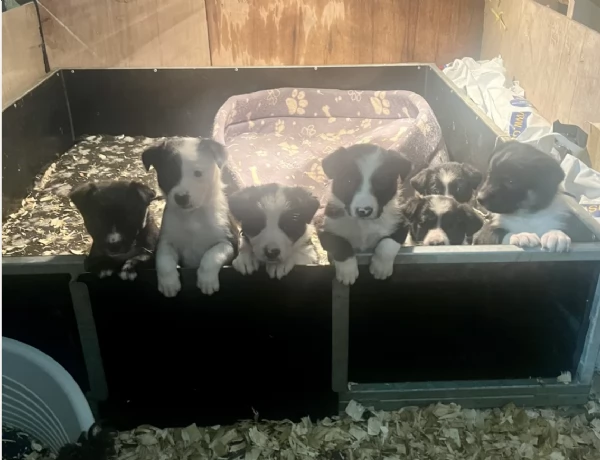 Regala i nostri cuccioli di Border collie maschio e femmina