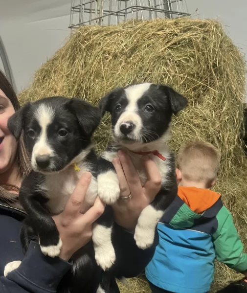 Regala i nostri cuccioli di Border collie maschio e femmina | Foto 2