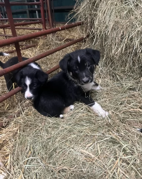 Regala i nostri cuccioli di Border collie maschio e femmina | Foto 0