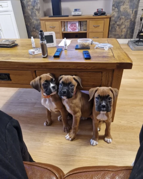 Regala i nostri cuccioli di boxer maschio e femmina | Foto 2