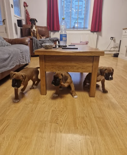 Regala i nostri cuccioli di boxer maschio e femmina | Foto 1