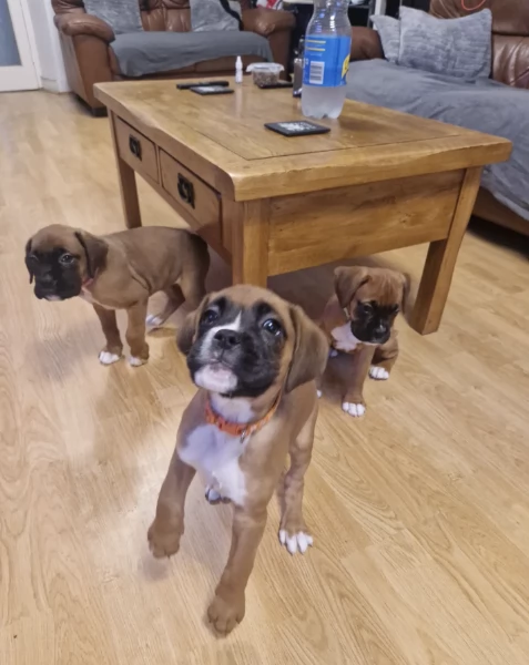 Regala i nostri cuccioli di boxer maschio e femmina