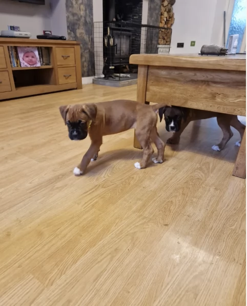 Regala i nostri cuccioli di boxer maschio e femmina | Foto 0