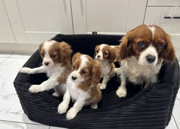 Regala i nostri cuccioli di cavaliers looking maschio e femmina