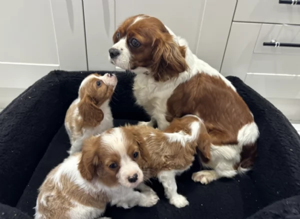 Regala i nostri cuccioli di cavaliers looking maschio e femmina | Foto 2