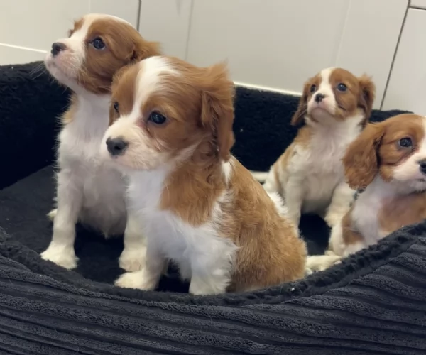 Regala i nostri cuccioli di cavaliers looking maschio e femmina | Foto 1