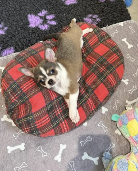 Regala i nostri cuccioli di  Chihuahua maschio e femmina