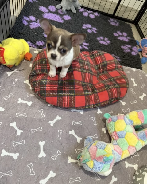 Regala i nostri cuccioli di  Chihuahua maschio e femmina | Foto 1