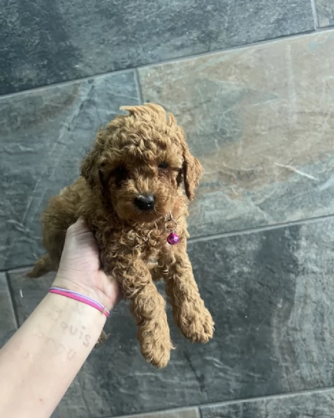 Regala i nostri cuccioli di Barboncino maschio e femmina | Foto 2