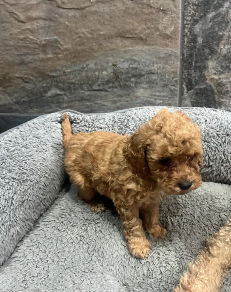 Regala i nostri cuccioli di Barboncino maschio e femmina | Foto 1