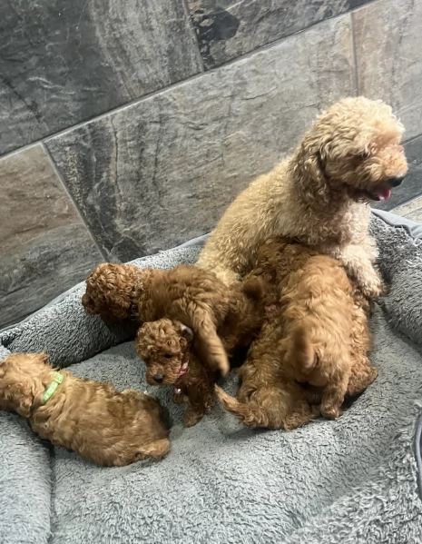 Regala i nostri cuccioli di Barboncino maschio e femmina | Foto 0