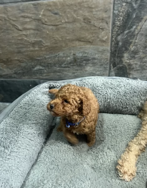 Regala i nostri cuccioli di Barboncino maschio e femmina