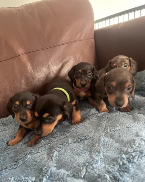 Regala i nostri cuccioli di  Bassotto maschio e femmina | Foto 2