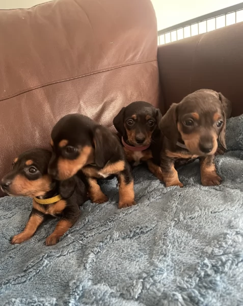 Regala i nostri cuccioli di  Bassotto maschio e femmina | Foto 0