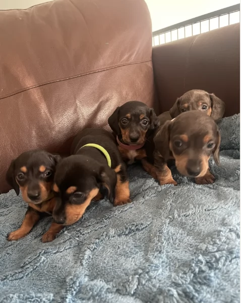 Regala i nostri cuccioli di  Bassotto maschio e femmina